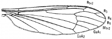 Hexatoma megacera, wing