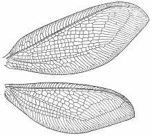 Osmylus hyalinatus, wings