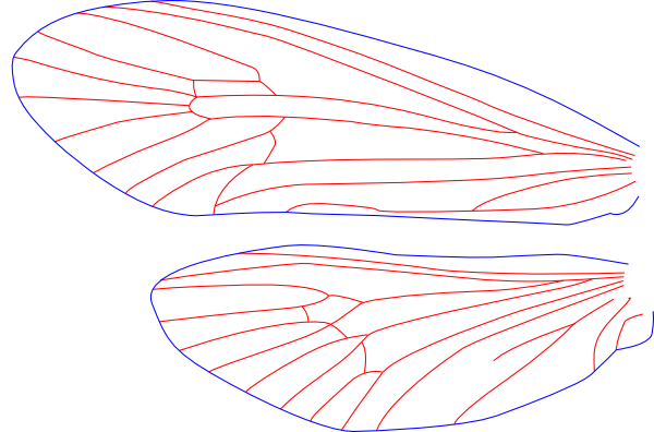 Agarodes distinctus, male, wings