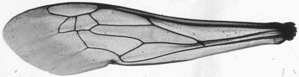 Ammophila sabulosa, fore wing
