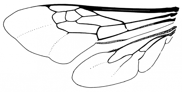 Anthophoridae, wings