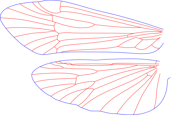 Apatania zonella, male, wings