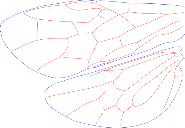 Diprionidae, wing
