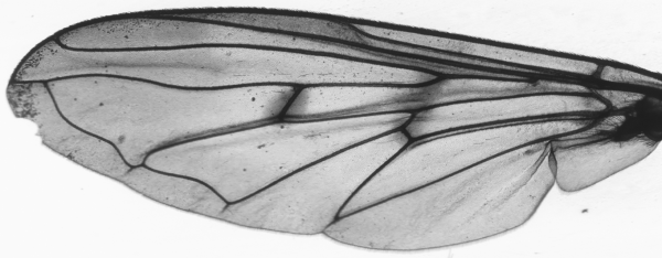 Ferdinandea cuprea, wing