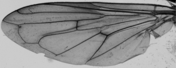 Hammerschmidtia ferruginea, wing