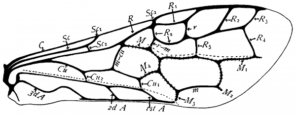 Hymenoptera, fore wing veins