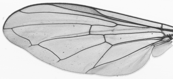 Melanostoma mellinum, wing