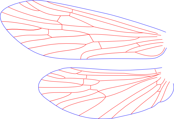 Neureclipsis crepuscularis, wings