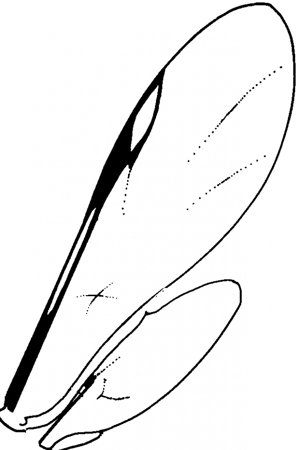 Peradeniidae, wings