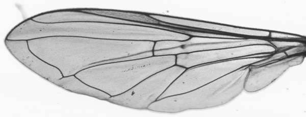 Platycheirus albimanus, wing