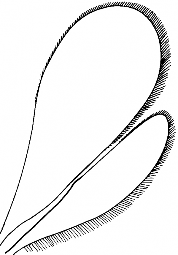 Platygastridae, wings