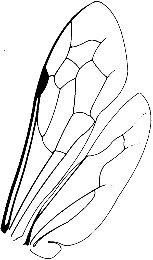 Ceropalinae, wings
