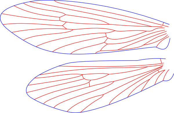 Lepidostoma togatum, female, wings