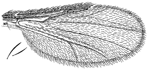 Forcipomyia (Lasiohelea) fairfaxensis, wing