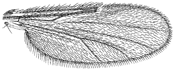 Dasyhelea pseudoincisurata, wing