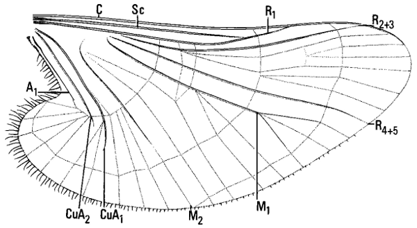 Deuterophlebia nielsoni, wing