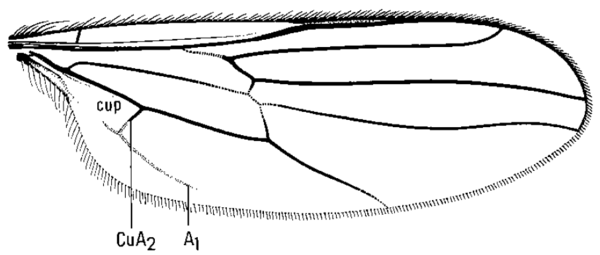 Platypalpus trivialis, wing