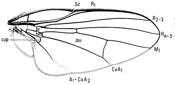 Lonchaea polita, wing