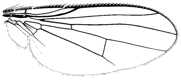 Euryomma peregrinum, wing