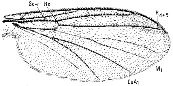 Allocotocera pulchella, wing