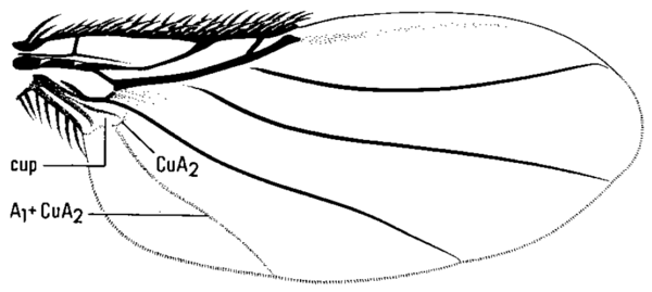 Neodohrniphora arnaudi, wing