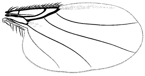 Pseudacteon onyx, wing