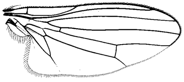 Bertamyia notata, wing