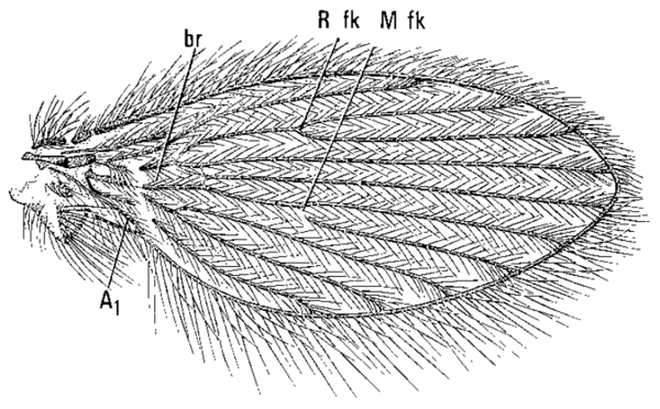 Pericoma marginalis, wing