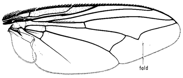 Arachnidomyia aldrichi, wing