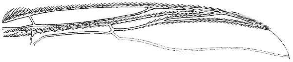 Prosimulium ursinum, wing part 