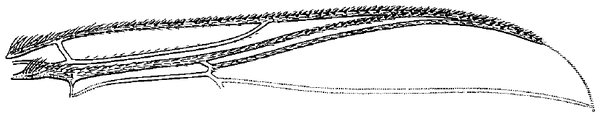 Metacnephia saileri, wing part