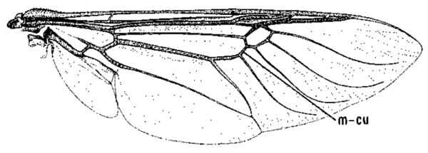 Hedriodiscus binotatus, wing