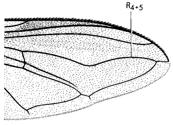 Eriozona erraticus, wing