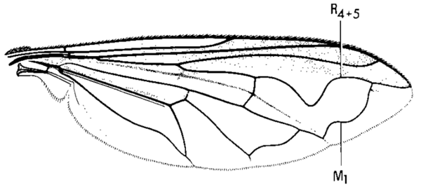Salpingogaster punctifrons, wing