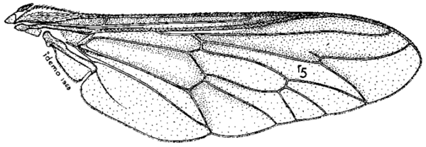 Esenbeckia delta, wing