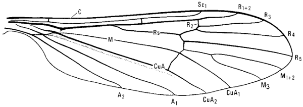Ormosia monticola, wing
