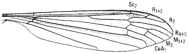 Phalacrocera replicata, wing