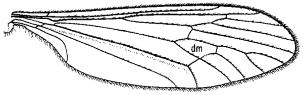 Trichocera garretti, wing