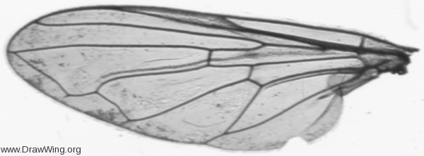 Brachyopa pilosa, wing