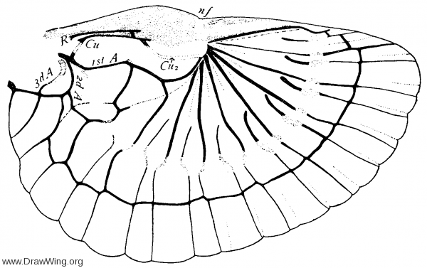 Dermaptera, hind wing