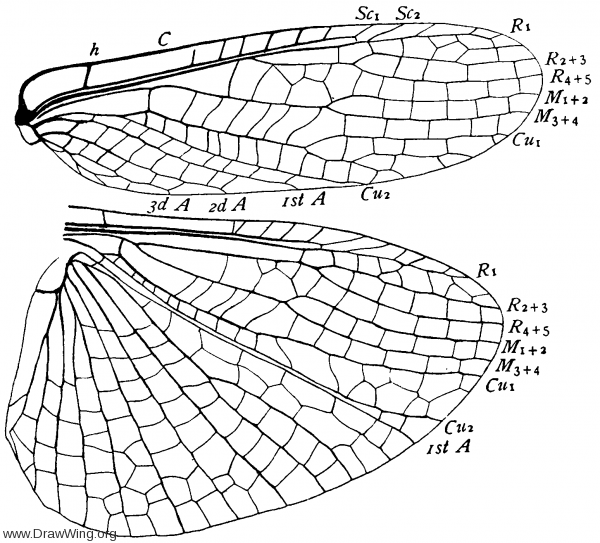 Eusthenia spectabilis, wings