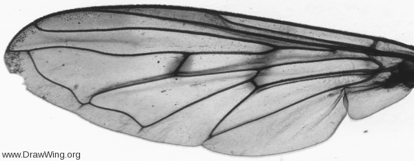 Ferdinandea cuprea, wing