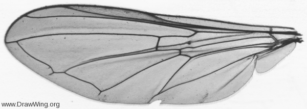 Melanostoma scalare, wing