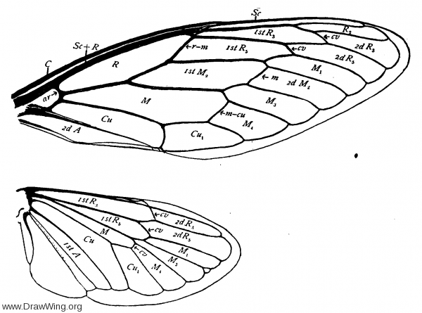 Cicadidae, wings