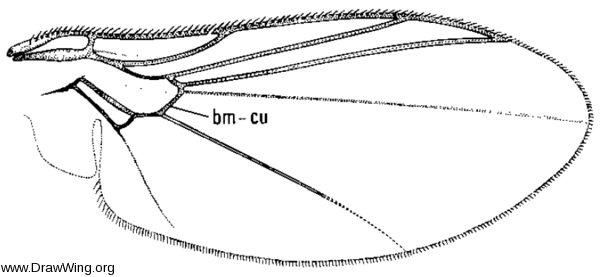 Pseudonapomyza lacteipennis, wing