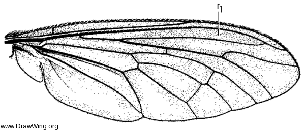 Orthogonis stygia, wing