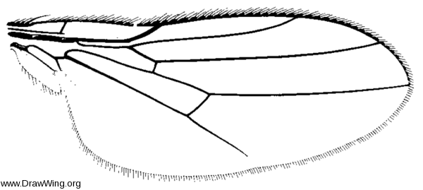 Hapleginella conicola, wing