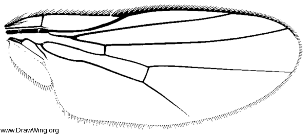 Chlorops certimus, wing