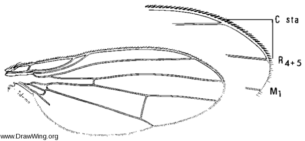 Homoneura bispina, wing
