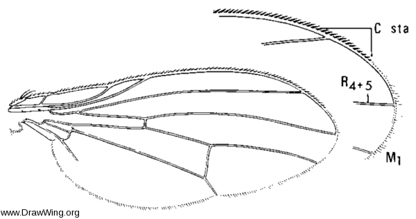 Minettia flaveola, wing